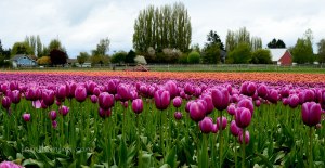 tulip-60a