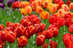 tulip-95a