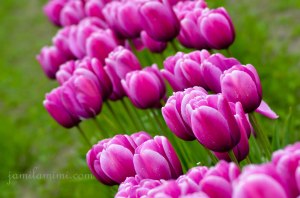 tulip-44a