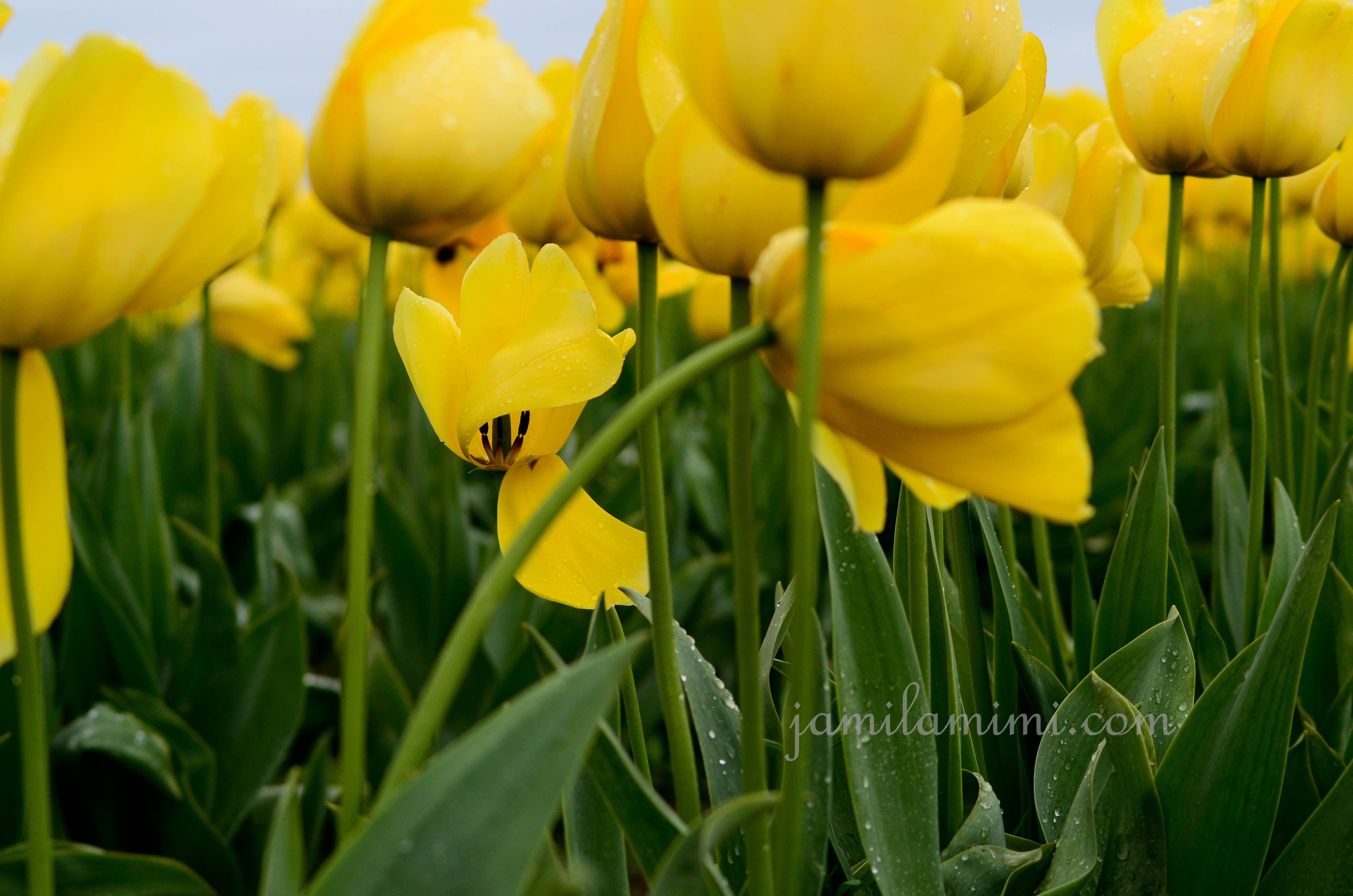 tulip9a ThE DeNTal AeStHetic Clinic