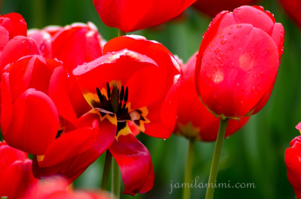 tulip-36a