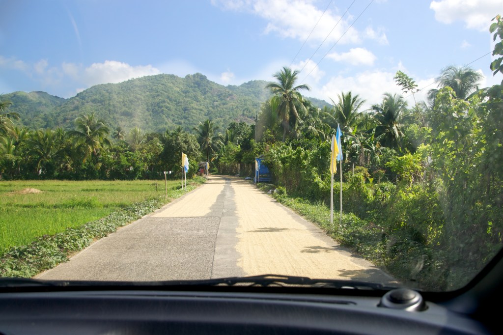 drying rice on the road is a usual sight during harvest season