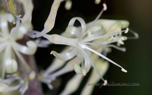 blooming at night, so beautiful!