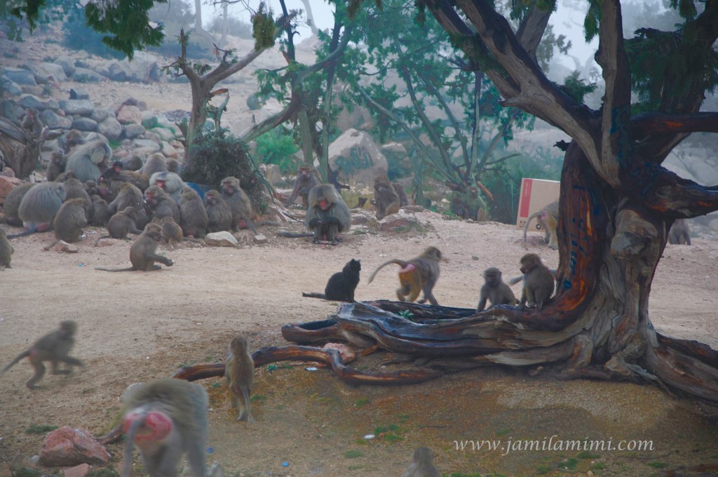 baboons in Al Hada