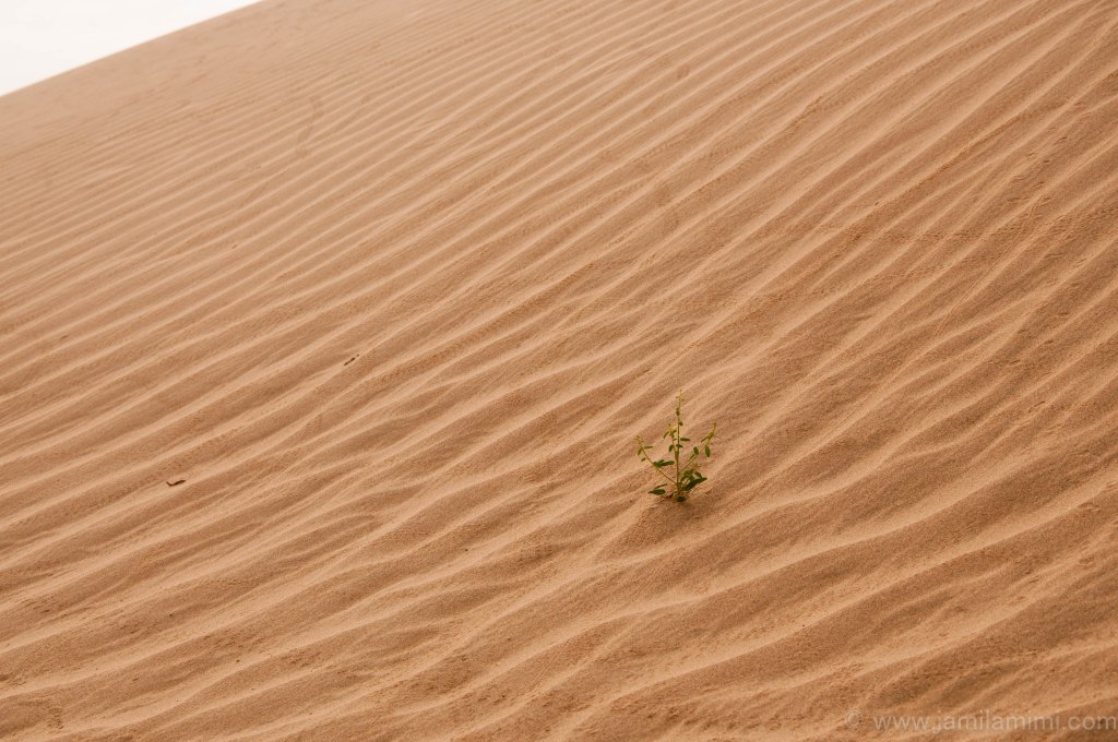 Weekly Photo Challenge – weight&nbsp;(less)