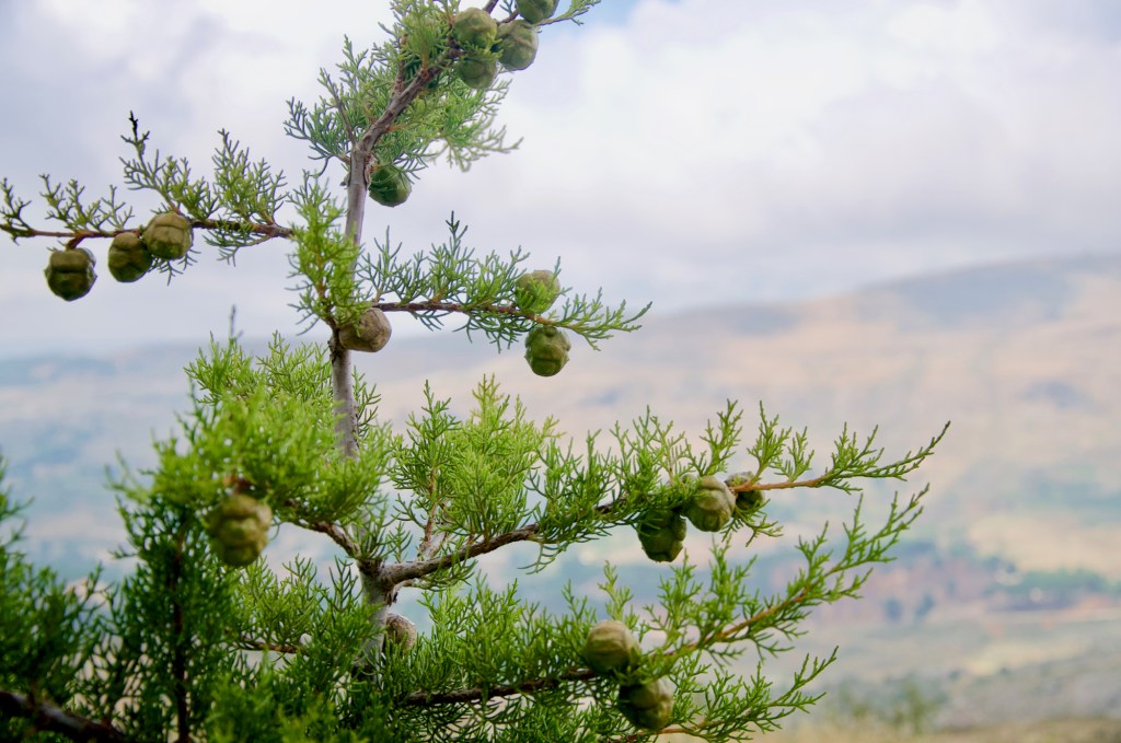 10 days in Lebanon (day 8) en route to Cedars of&nbsp;Lebanon
