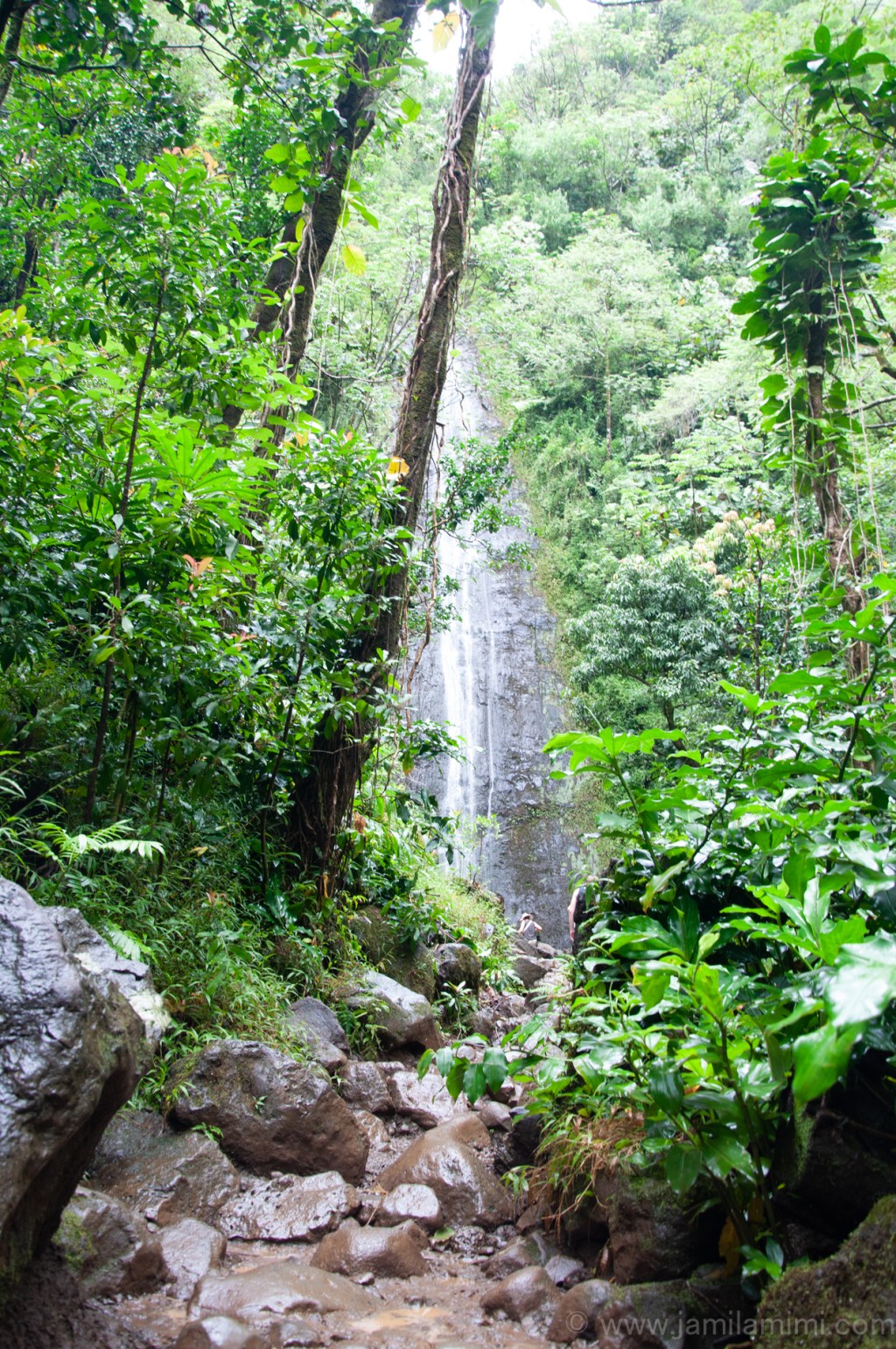 My 3rd Hiking Adventure in Oahu: Manoa Falls Hiking&nbsp;Trail